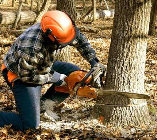 Tree Removal in Welch, OK